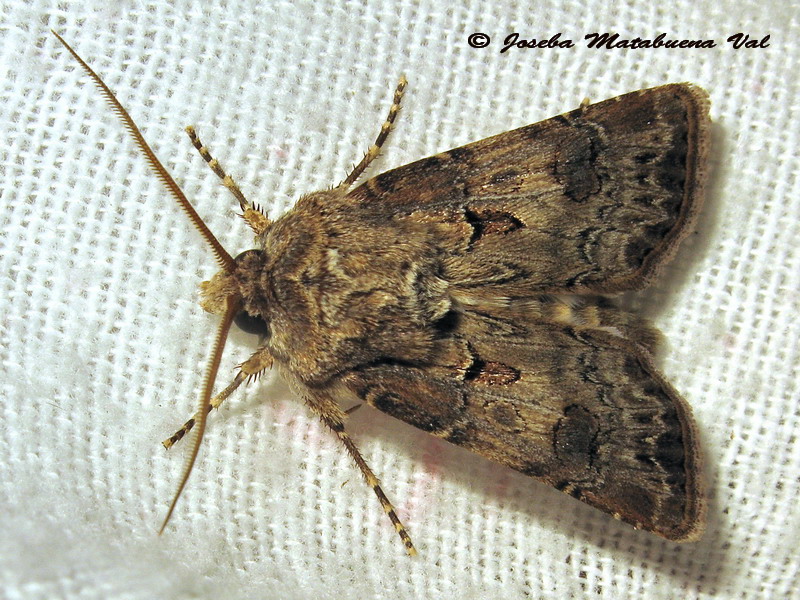 Noctuidae a determinar 3 - Argrotis bigramma